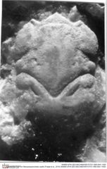 Historisches Foto von Mesoparapylocheles zapfei (Fraaije et al., 2019) (NHMW-AFW-GEO-BACHMAYER-FOTO-1990-0041-1930)